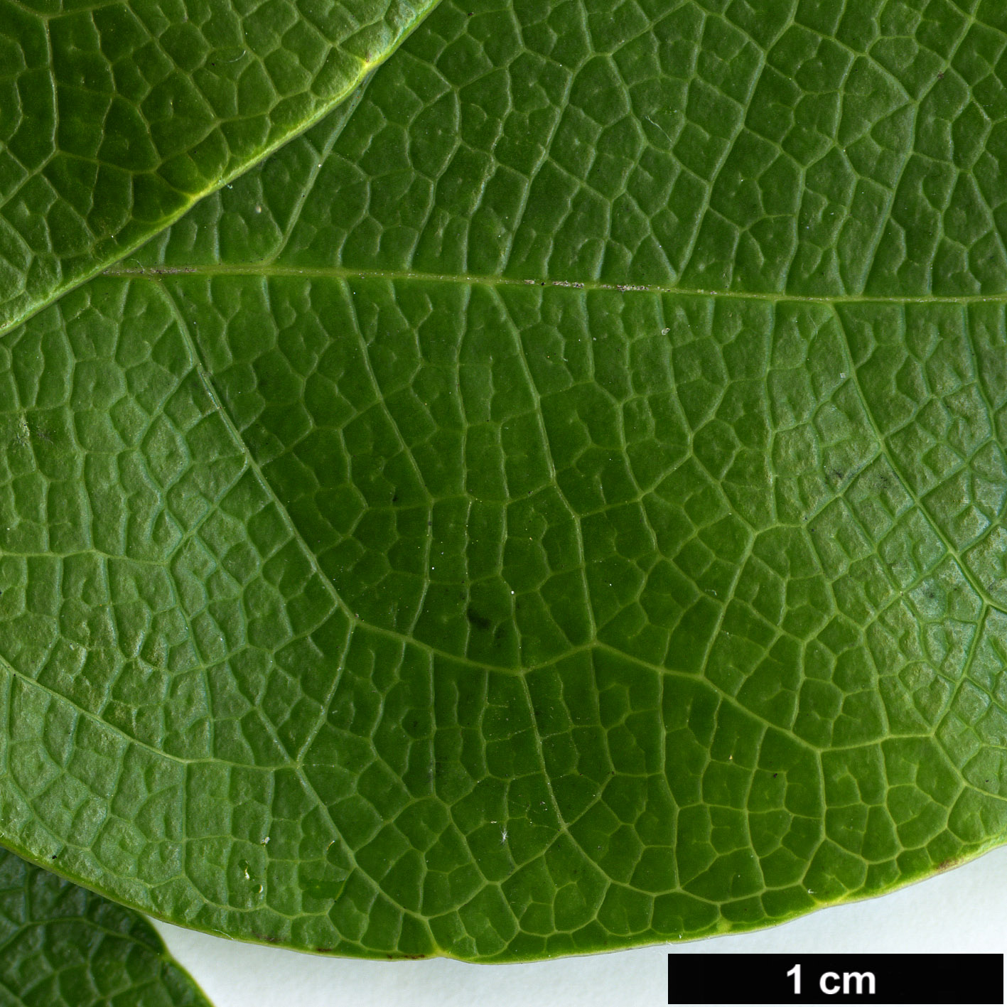 High resolution image: Family: Lardizabalaceae - Genus: Stauntonia - Taxon: aff. chapaensis
